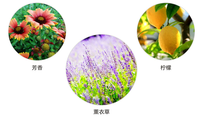 乐玩在线手机版（大中国区）防蛀片有芳香，柠檬，薰衣草三种香型