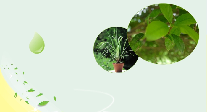乐玩在线手机版（大中国区）户外驱蚊贴采用植物精油驱蚊配方，独特的缓释技术